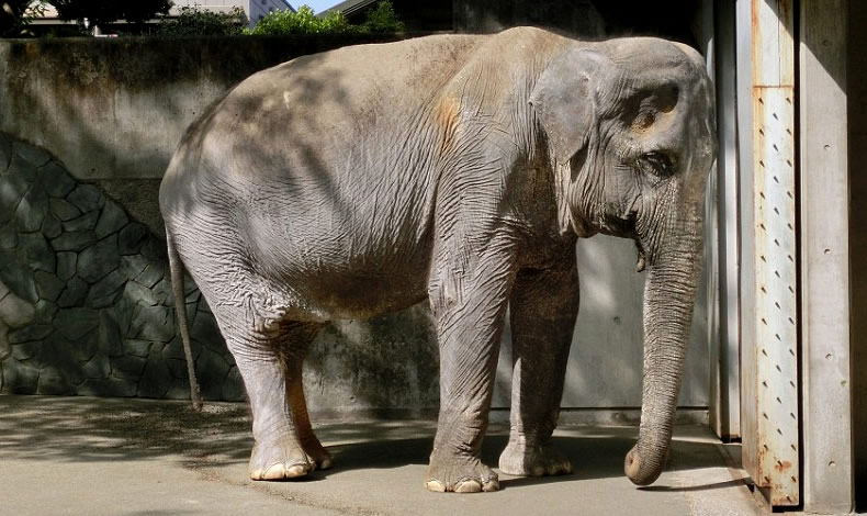 花子は東京の動物園は69年と2016年に死亡しました。