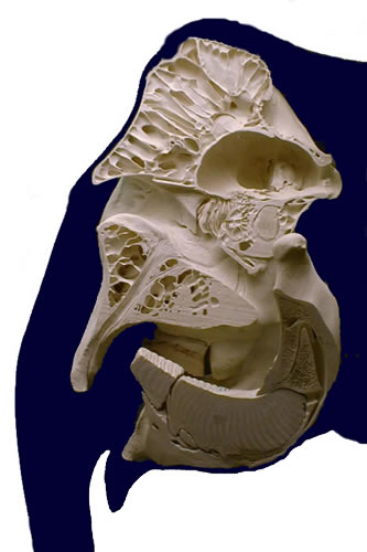 象の頭蓋骨