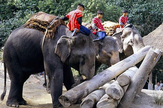 タイでの作業ゾウ